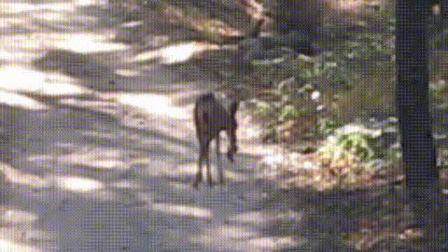 鹿血酒多少钱一瓶，鹿血酒一瓶500ml要多少钱（这是人们认为它是仙兽真正的原因）