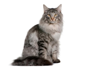 猫咪的品种有哪些，什么猫咪好看又好养