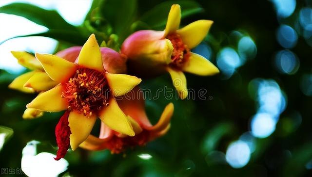 石榴花像什么，石榴花像什么比喻句简单（殷满仓乡土散文‖《石榴花开》）