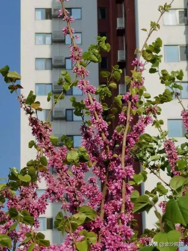 春天的花有哪些，夏天的花有哪些（<一>棣棠花、紫荆花、梨花和丁香花）