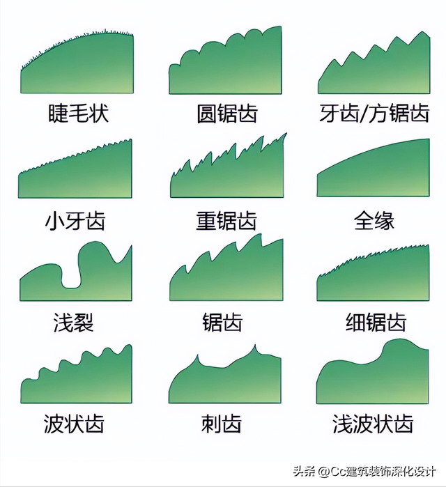 平行脉的主要分类，平行脉的叶子有哪些（超全植物形态图解——珍藏版）