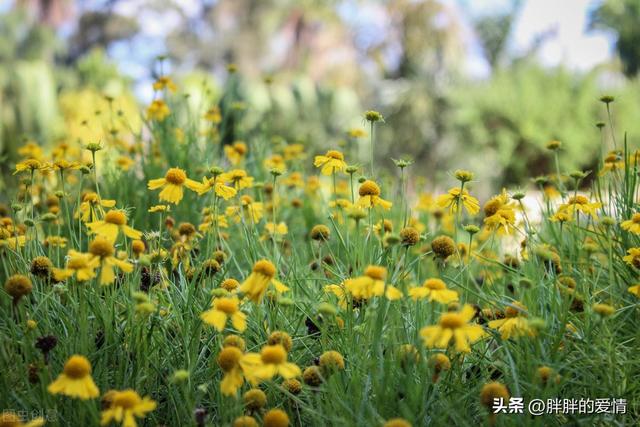 人心换人心的经典语录，人心换不来人心的感慨（以真换真；感情都是相互的）