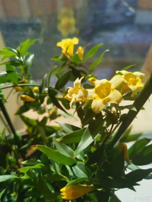 法国香水花，堪称开花界“航空母舰”（法国香水花有毒吗）