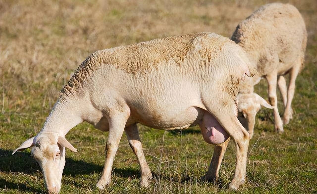 1母羊的繁殖年限