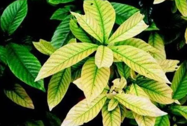 花的叶子发黄是怎么回事，茉莉花的叶子发黄是怎么回事（植物黄叶有七个原因）