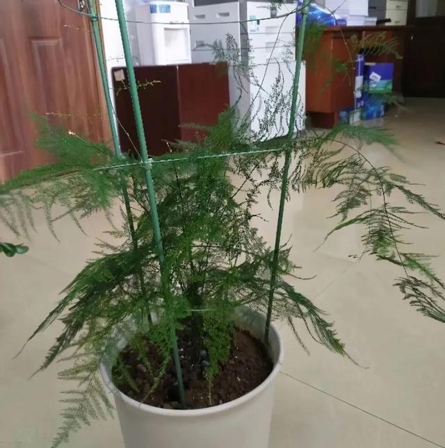 文竹的养殖方法和注意事项，文竹的养殖方法和注意事项有哪些（要让文竹“翠绿旺盛”）