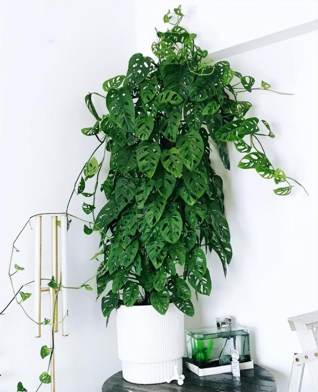 家养大叶藤蔓花，6种大叶花,家里放一盆,高档大气,喜庆吉祥空气好