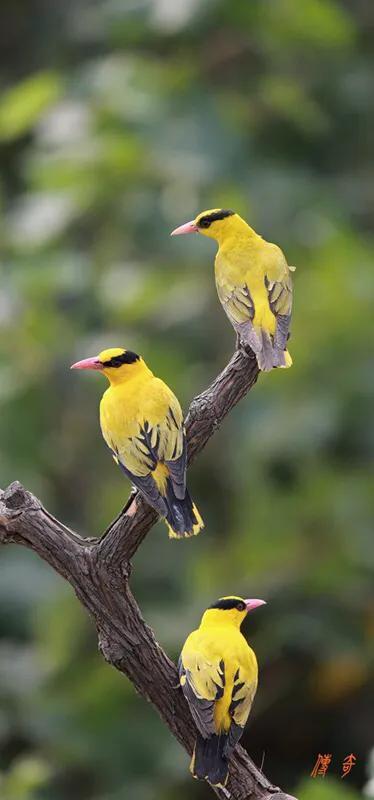 各种黄鹂鸟的各种叫声，大自然的小小精灵——黄鹂鸟