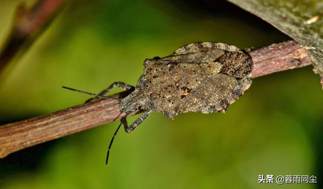 地下森林里有哪些种类的植物和动物，地下森林里有哪些种类的植物和动物图片（12种最常见的可食用昆虫以及荒野生存中食用昆虫的安全提示）