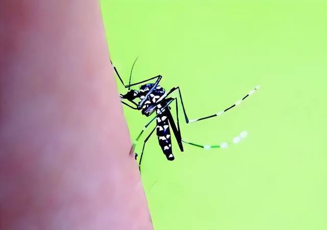 花蚊子，个头不大毒性强（花蚊子怎么消灭掉）