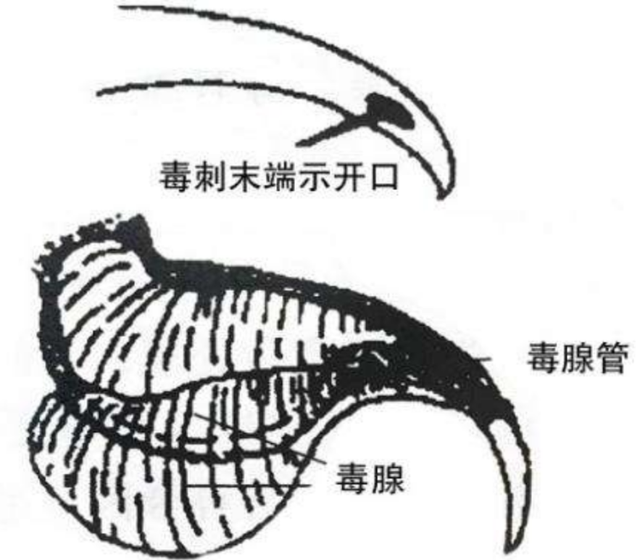 麝香的营养价值，麝香具有什么功效（价值贵重的5种生物体液盘点）