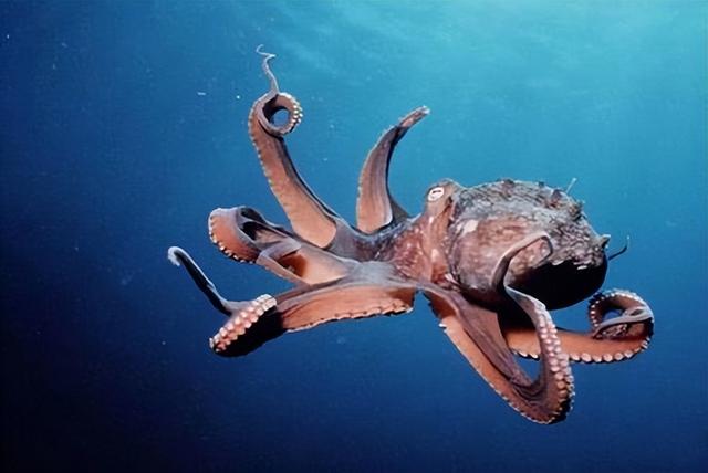 为什么说章鱼是四维生物，章鱼有几个大脑（乌贼能看到人类看不到的东西）