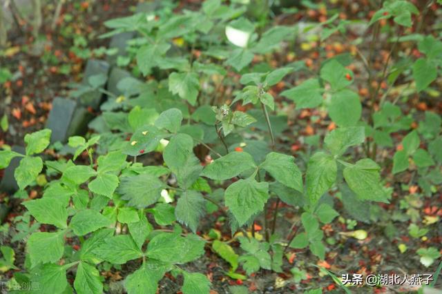 野菜的种类有哪些，野菜都有什么种类（教你认识不同的野菜和吃法）