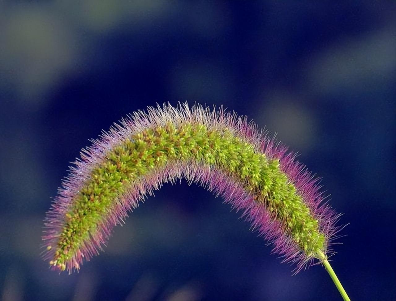 狗尾巴草也叫狗尾草,它是禾本科狗尾草属的草本植物,属于一年生的植物