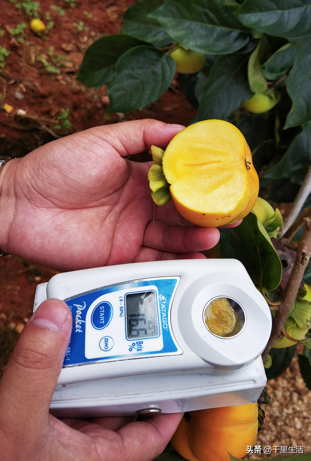 什么品种的脆柿子好吃，什么产地的脆柿子好吃（陕西巧克力糖心脆柿）