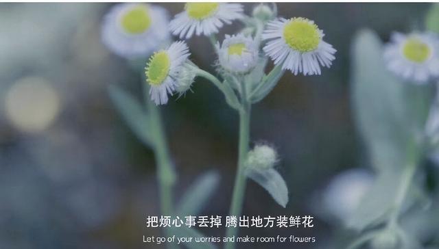 把烦心事丢掉 腾出地方装鲜花，把烦心事丢掉 腾出地方放鲜花出自哪里（把烦心事丢掉，腾出地方装鲜花图片）