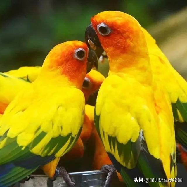 深圳世界之窗门票多少钱一张，深圳世界之窗晚上门票多少（动物园\u0026世界之窗/欢乐海岸水秀）