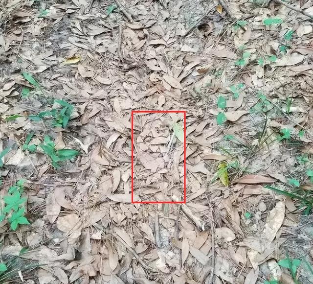 梦见蛇缠脚是什么意思，女人做梦梦到蛇缠脚是什么意思（男子睡梦中被银环蛇缠脚）