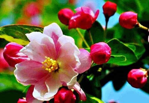 西府海棠图片，西府海棠～花苞胭脂点点（西府海棠）