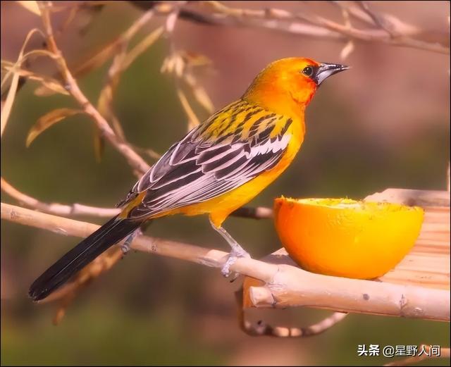 5岁儿童学画画，8岁孩子学画画先学什么好（综合创意美术课程）