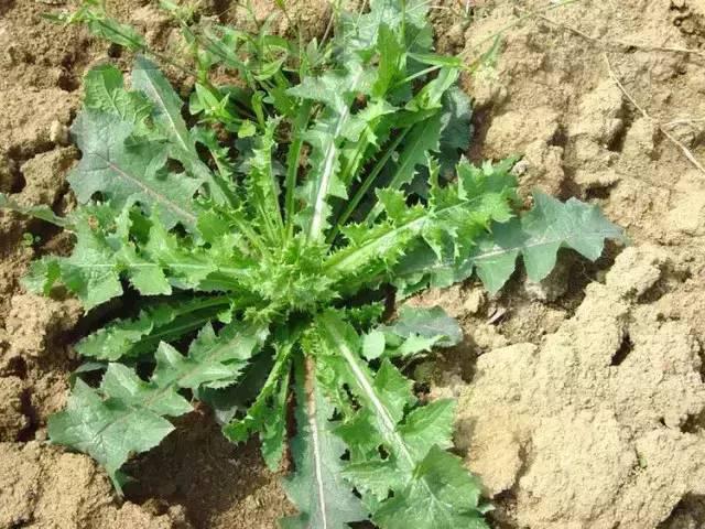 野菜的种类，野菜的种类名称及图片（120种野菜介绍）