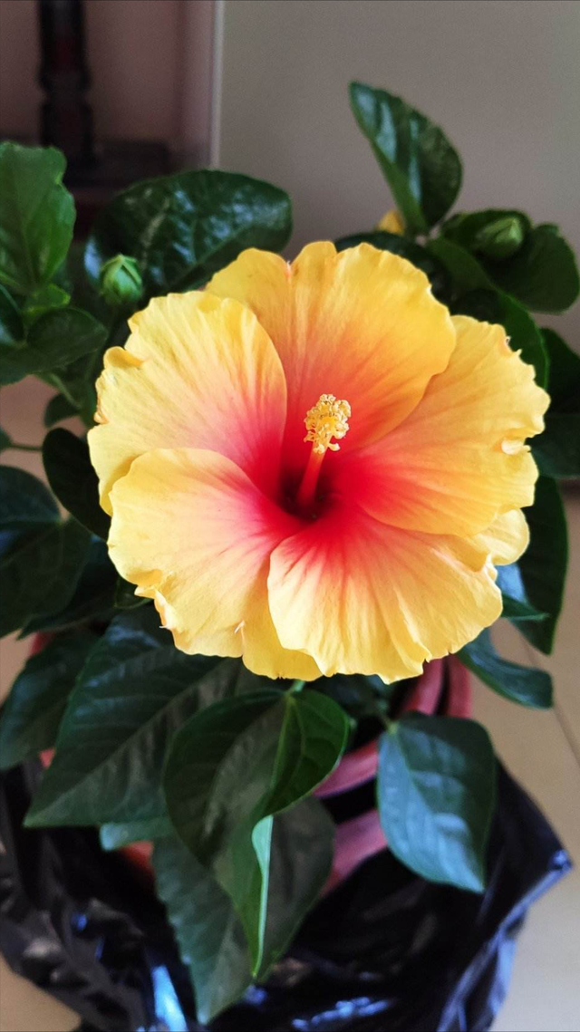 曼陀罗花的传说，曼陀罗花的含义和传说（传说“7种花”）