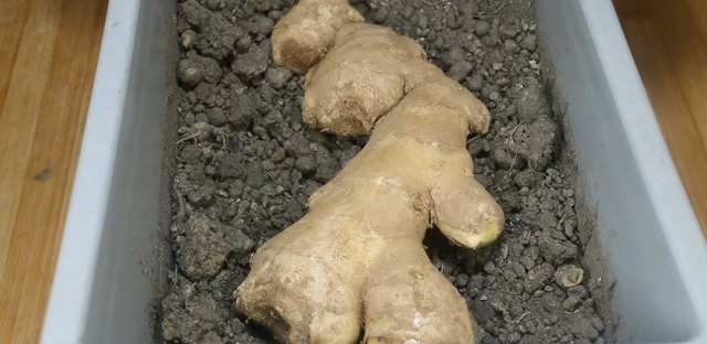 家庭怎么种生姜，家庭怎样种生姜（最忌直接放冰箱）