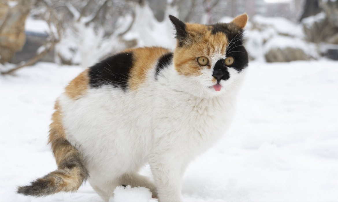三花猫是中华田园猫吗,不输品种猫的"三花"为何没人养 - 玉三网