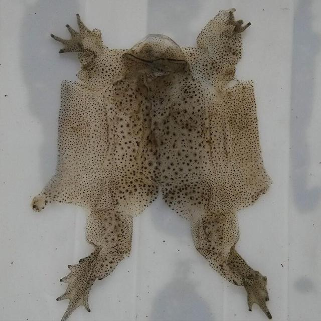 癞蛤蟆是蟾蜍吗，蟾蜍和癞蛤蟆的区别（癞蛤蟆到底有什么用）