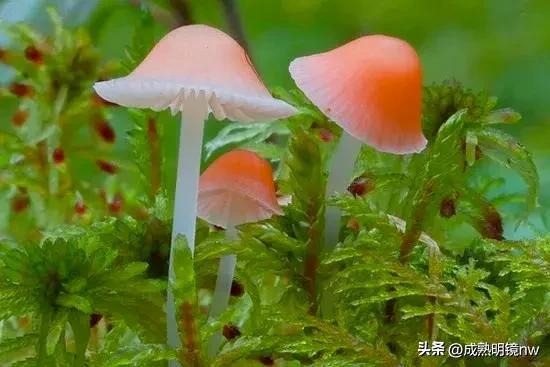 世界上最漂亮的蘑菇，世界上最漂亮的蘑菇是什么（精华总伴日风来。美丽的蘑菇）