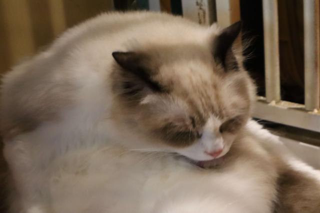 中国人为什么很少养缅因猫，为什么说缅因猫是你买的起而养不起猫（不建议你去饲养缅因猫的几大忠告）
