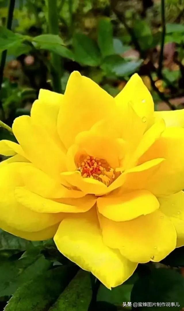 红玫瑰背景图，红玫瑰背景图ins（一朵朵玫瑰花绽放美丽的容颜）