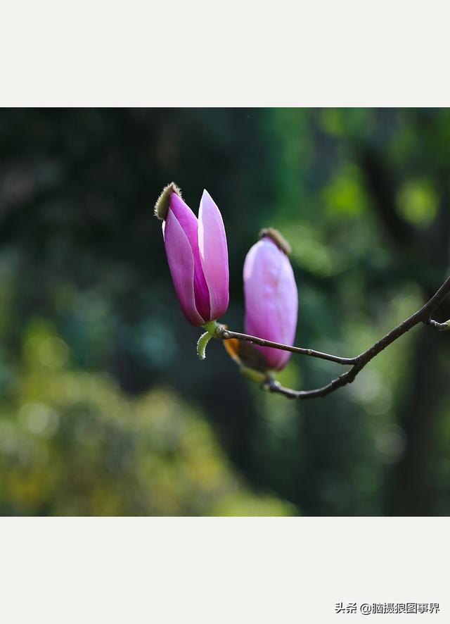 浪漫之花朵，一朵鲜花的浪漫（实拍26张玉兰花的照片图片）