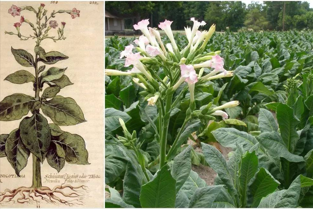 世界上最贵的烟，中国最贵的香烟66万一包（最贵的雪茄\