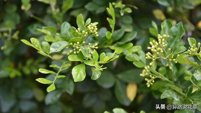 七里香花语，七里香花语象征与寓意（七里香：七里香歌好听）