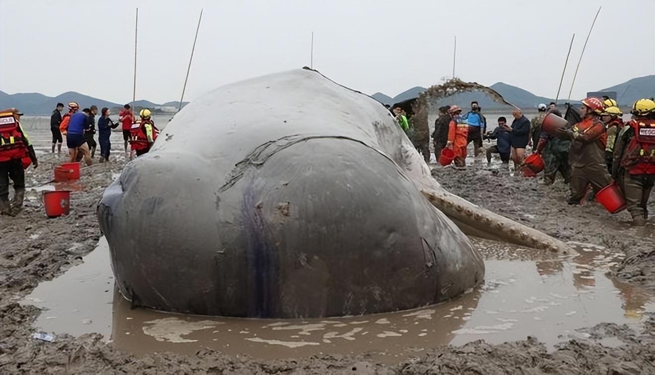 浙江海域惊现搁浅抹香鲸，救援行动紧急展开引发社会广泛关注与生态保护热议。