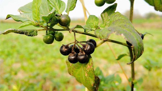 木果的功效和作用,木子果的功效(农村12种常见的野果可以泡酒)