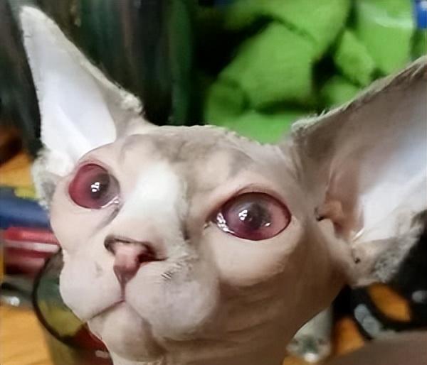 猫传腹早期症状(猫传腹有啥症状)