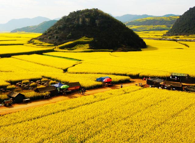 罗平旅游景点大全，曲靖罗平旅游景点大全（中国最美四季游之春季：罗平）