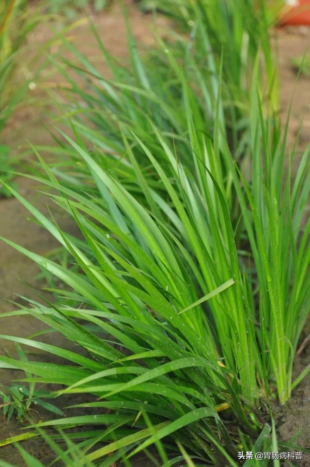 曼陀罗花的图片，曼陀罗花是什么（301味中药材的原植物彩色图谱）