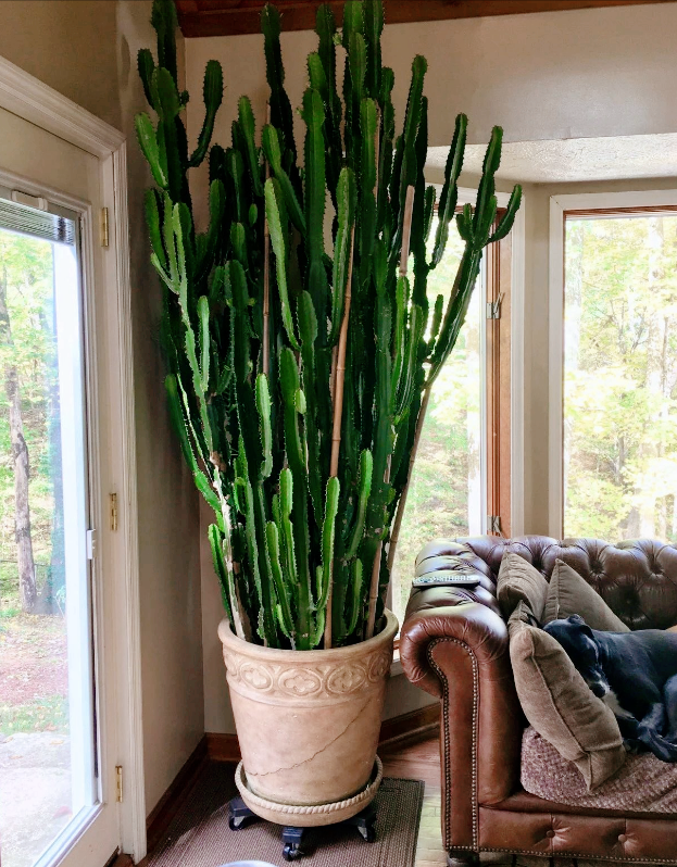 马齿苋多少钱一棵，马齿苋药材价格（堪称“死不了”）