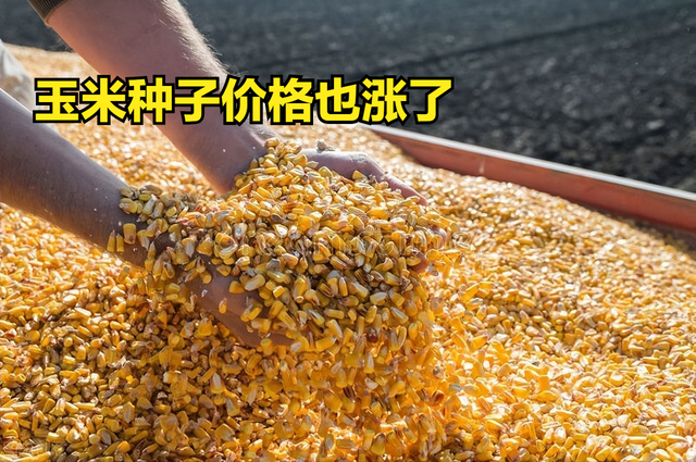 先玉335玉米种每亩产量有多少斤，玉米种子价格也涨了