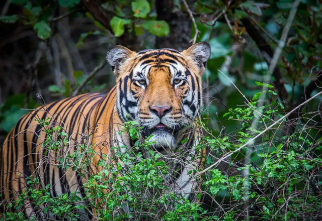更大的老虎会是谁，世界上最大的老虎是什么（03年中国将5只老虎放到非洲草原）
