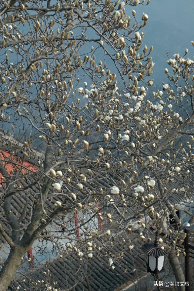 武汉最被低估的名山，是它