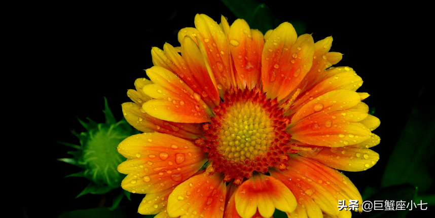 配不上天蝎的四大星座，真正最爱天蝎的星座（能驾驭天蝎的三个星座）