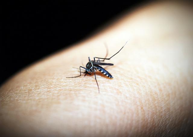 花蚊子，个头不大毒性强（花蚊子怎么消灭掉）