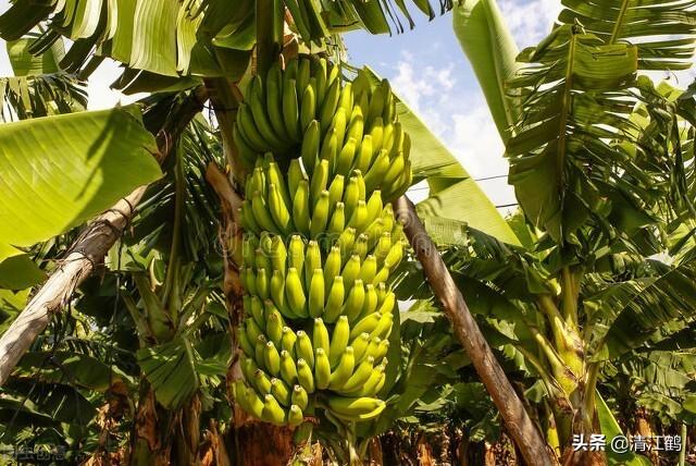 水稻什么时候打拿敌稳，水稻什么时候打拿敌稳最好（两病害稳“拿捏”）