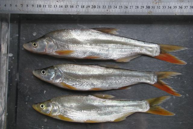 白色的鱼是什么鱼，白色的观赏大鱼是什么鱼（黑龙江鱼类之“三十二杂鱼”图谱）