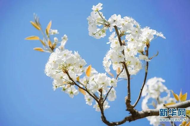 云南花海旅行记，春天，来云南与七彩花海相遇