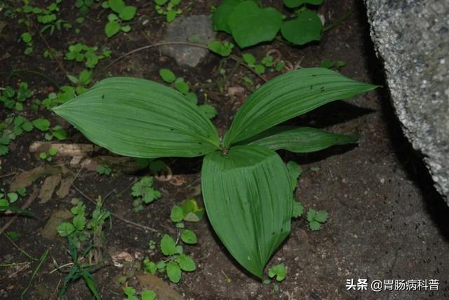 曼陀罗花的图片，曼陀罗花是什么（301味中药材的原植物彩色图谱）